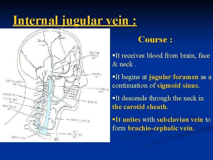 Internal jugular vein : Course : §It receives blood from brain, face & neck.