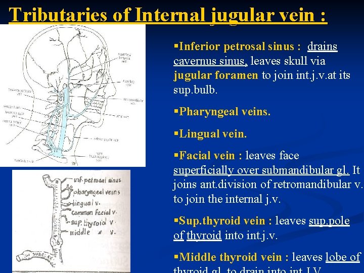 Tributaries of Internal jugular vein : §Inferior petrosal sinus : drains cavernus sinus, leaves