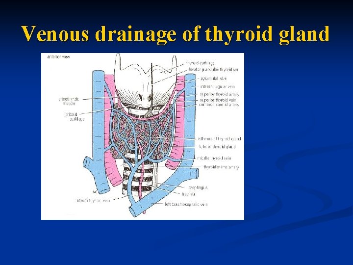 Venous drainage of thyroid gland 