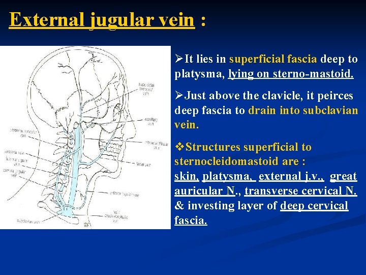 External jugular vein : ØIt lies in superficial fascia deep to platysma, lying on