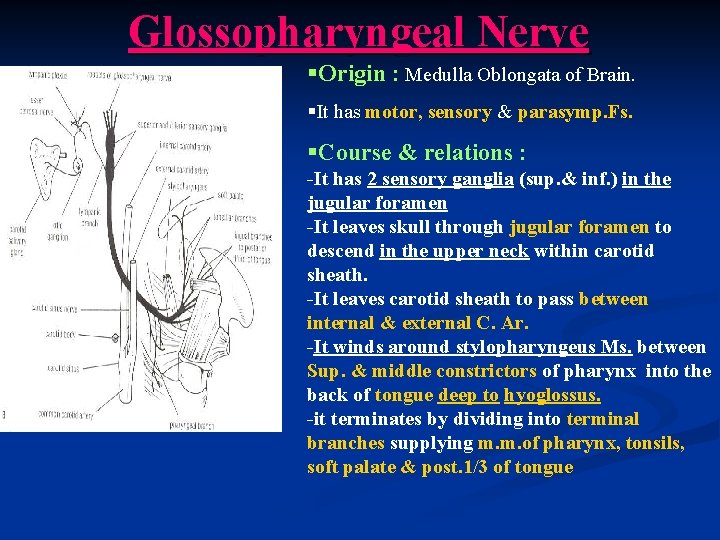 Glossopharyngeal Nerve §Origin : Medulla Oblongata of Brain. §It has motor, sensory & parasymp.