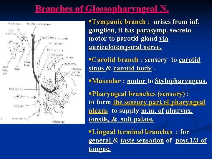 Branches of Glossopharyngeal N. §Tympanic branch : arises from inf. ganglion, it has parasymp.