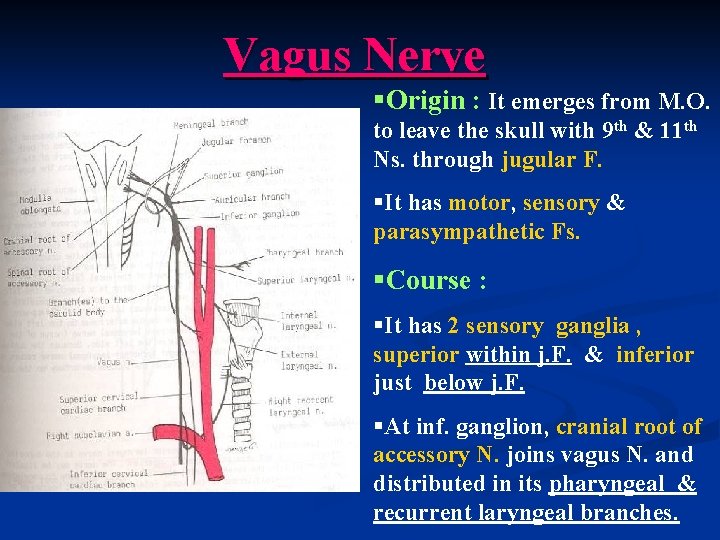 Vagus Nerve §Origin : It emerges from M. O. to leave the skull with