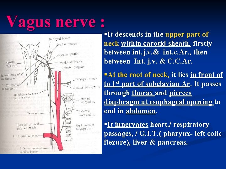 Vagus nerve : §It descends in the upper part of neck within carotid sheath,