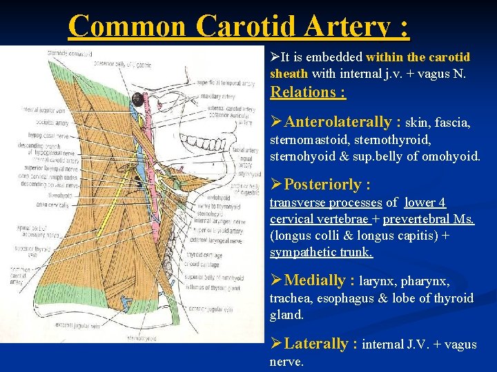 Common Carotid Artery : ØIt is embedded within the carotid sheath with internal j.