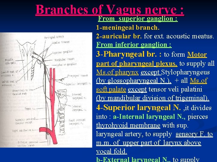 Branches of Vagus nerve : From superior ganglion : 1 -meningeal branch. 2 -auricular