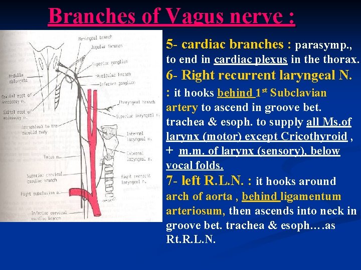 Branches of Vagus nerve : 5 - cardiac branches : parasymp. , to end