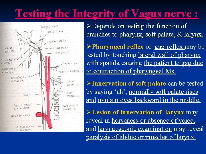 Testing the Integrity of Vagus nerve : ØDepends on testing the function of branches