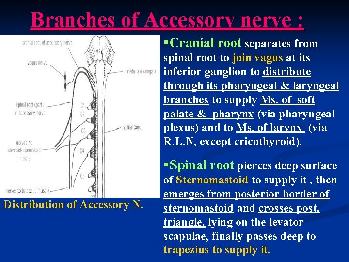 Branches of Accessory nerve : §Cranial root separates from spinal root to join vagus