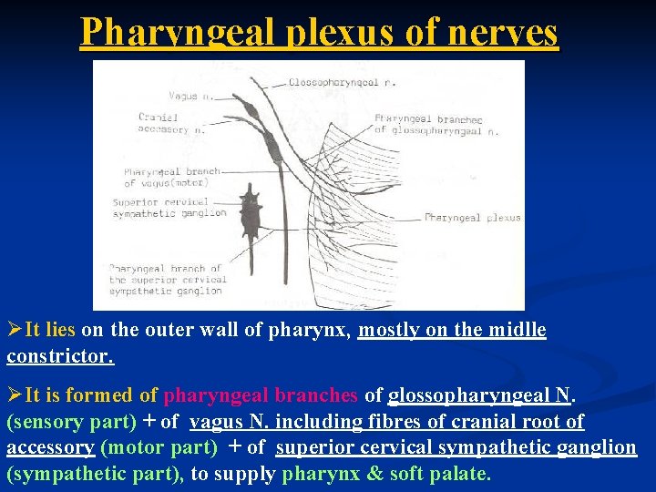 Pharyngeal plexus of nerves ØIt lies on the outer wall of pharynx, mostly on