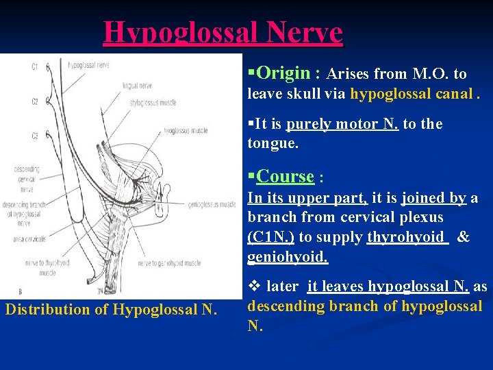 Hypoglossal Nerve §Origin : Arises from M. O. to leave skull via hypoglossal canal.