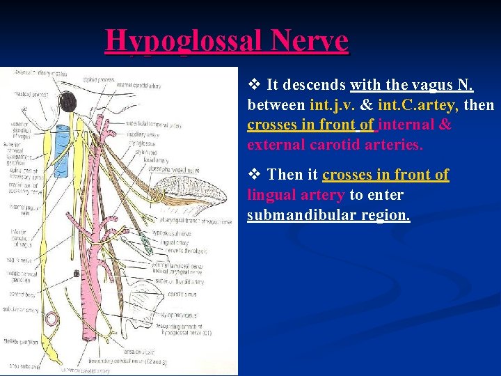Hypoglossal Nerve v It descends with the vagus N. between int. j. v. &