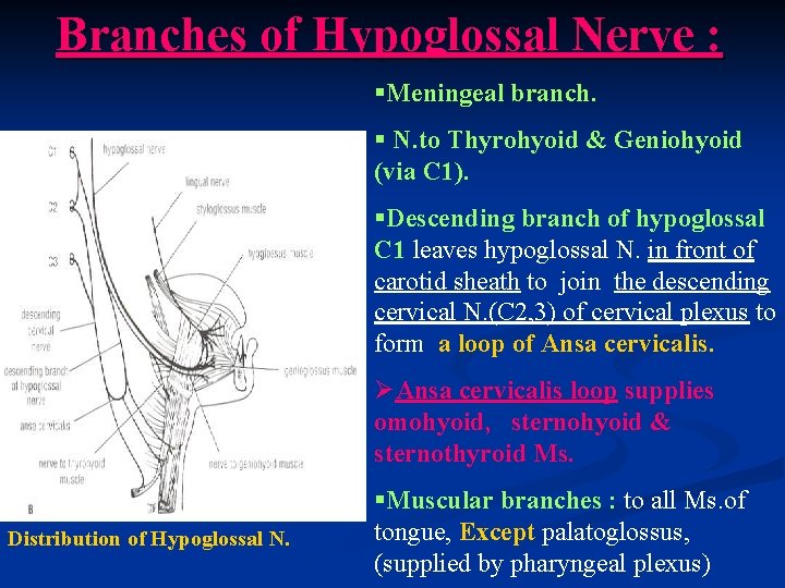 Branches of Hypoglossal Nerve : §Meningeal branch. § N. to Thyrohyoid & Geniohyoid (via