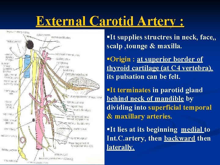 External Carotid Artery : §It supplies structres in neck, face, , scalp , tounge