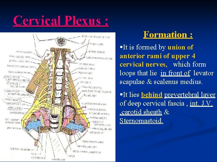 Cervical Plexus : Formation : §It is formed by union of anterior rami of