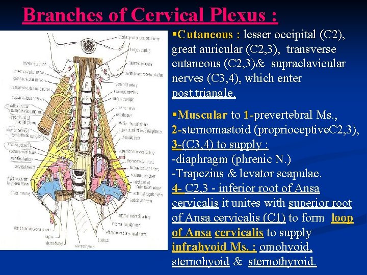 Branches of Cervical Plexus : §Cutaneous : lesser occipital (C 2), great auricular (C