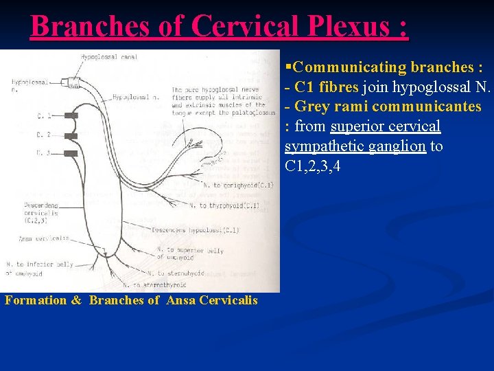 Branches of Cervical Plexus : §Communicating branches : - C 1 fibres join hypoglossal