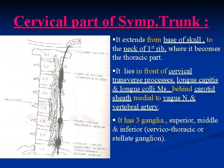 Cervical part of Symp. Trunk : §It extends from base of skull , to