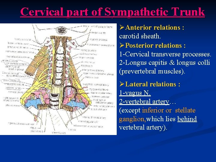 Cervical part of Sympathetic Trunk ØAnterior relations : carotid sheath. ØPosterior relations : 1