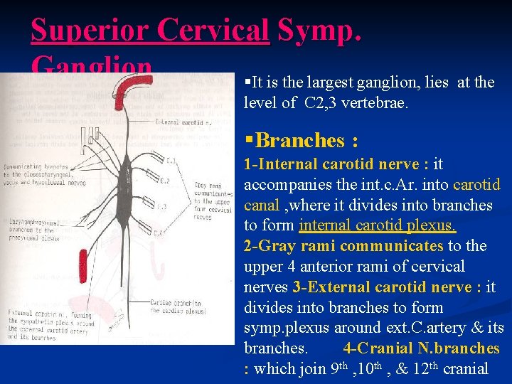 Superior Cervical Symp. Ganglion §It is the largest ganglion, lies at the level of