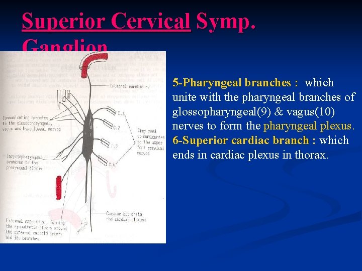 Superior Cervical Symp. Ganglion 5 -Pharyngeal branches : which unite with the pharyngeal branches