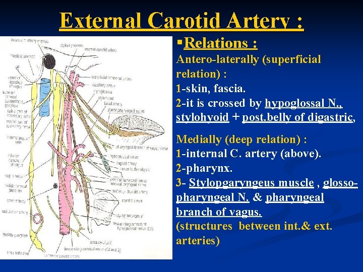 External Carotid Artery : §Relations : Antero-laterally (superficial relation) : 1 -skin, fascia. 2