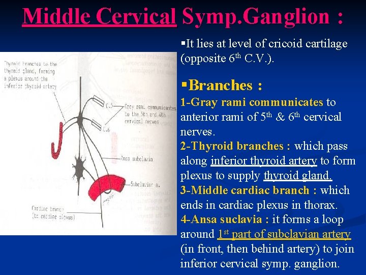 Middle Cervical Symp. Ganglion : §It lies at level of cricoid cartilage (opposite 6