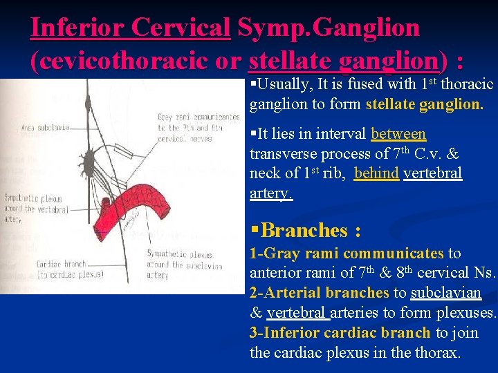 Inferior Cervical Symp. Ganglion (cevicothoracic or stellate ganglion) : §Usually, It is fused with