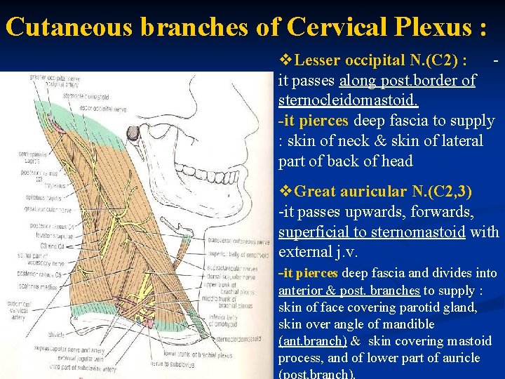 Cutaneous branches of Cervical Plexus : v. Lesser occipital N. (C 2) : it