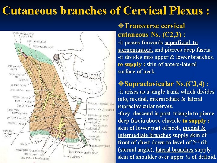 Cutaneous branches of Cervical Plexus : v. Transverse cervical cutaneous Ns. (C 2, 3)