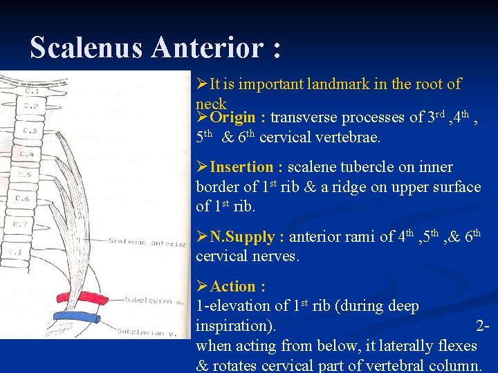 Scalenus Anterior : ØIt is important landmark in the root of neck ØOrigin :