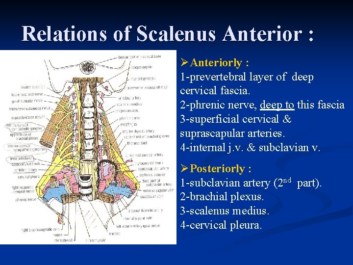 Relations of Scalenus Anterior : ØAnteriorly : 1 -prevertebral layer of deep cervical fascia.