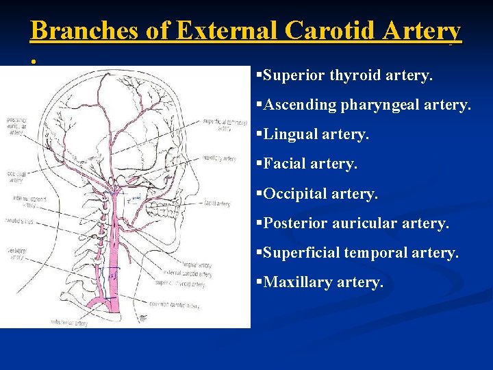 Branches of External Carotid Artery : §Superior thyroid artery. §Ascending pharyngeal artery. §Lingual artery.