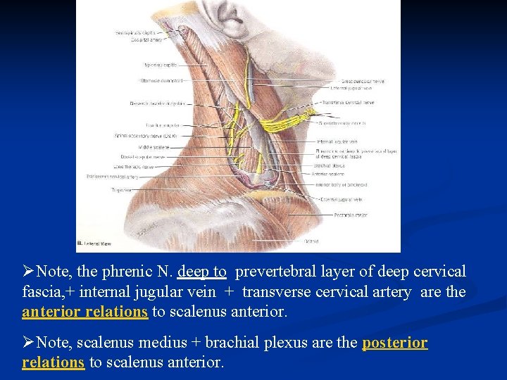 ØNote, the phrenic N. deep to prevertebral layer of deep cervical fascia, + internal