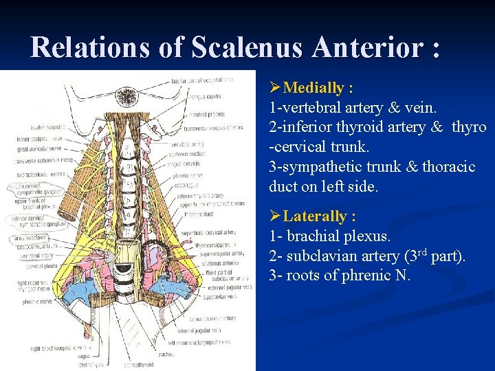 Relations of Scalenus Anterior : ØMedially : 1 -vertebral artery & vein. 2 -inferior