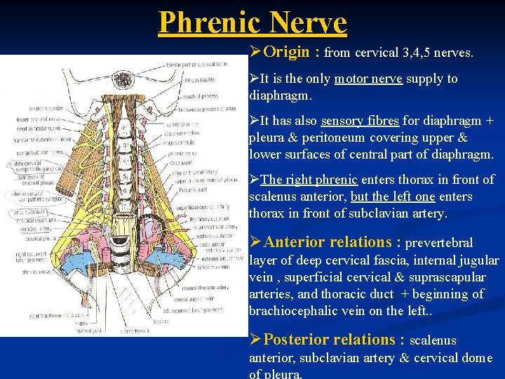 Phrenic Nerve ØOrigin : from cervical 3, 4, 5 nerves. ØIt is the only