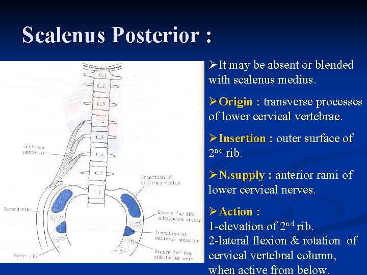 Scalenus Posterior : ØIt may be absent or blended with scalenus medius. ØOrigin :