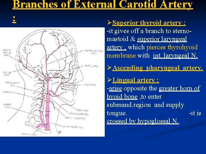 Branches of External Carotid Artery : ØSuperior thyroid artery : -it gives off a