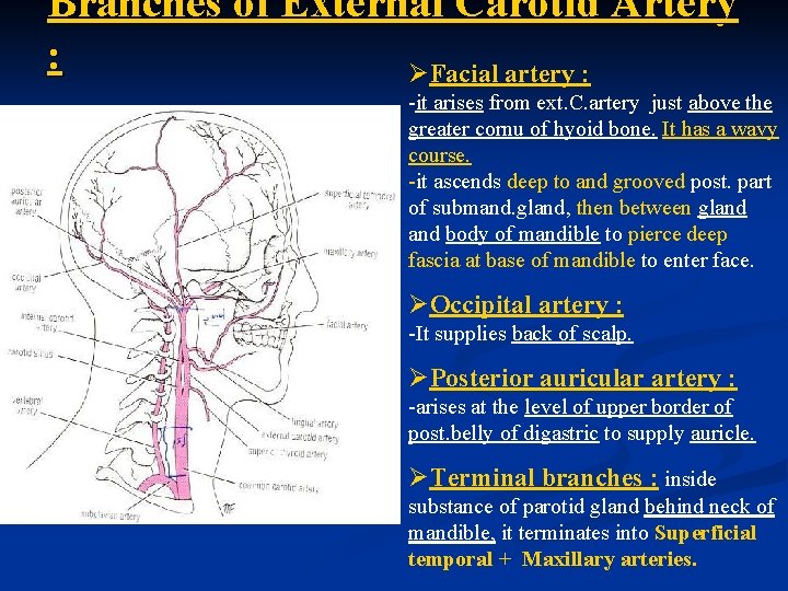 Branches of External Carotid Artery : ØFacial artery : -it arises from ext. C.