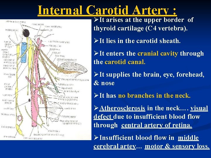 Internal Carotid Artery : ØIt arises at the upper border of thyroid cartilage (C