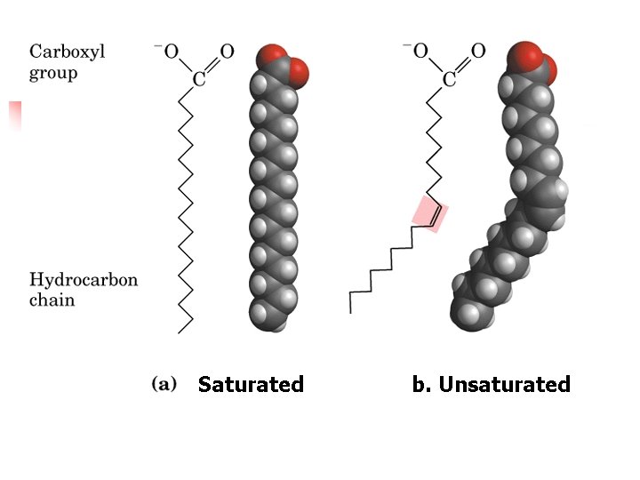 Saturated b. Unsaturated 