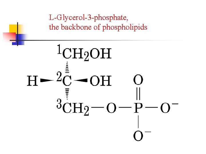 L-Glycerol-3 -phosphate, the backbone of phospholipids 