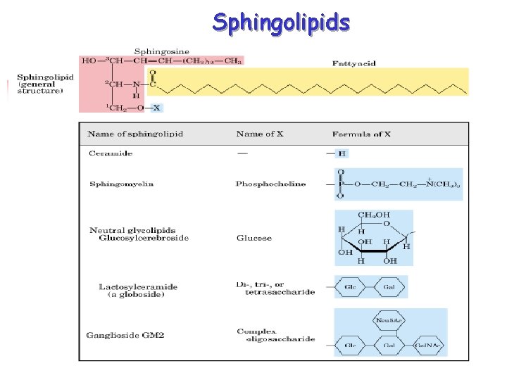 Sphingolipids 