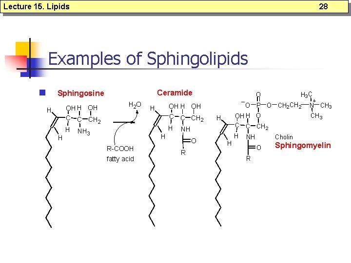 Lecture 15. Lipids 28 Examples of Sphingolipids n Ceramide Sphingosine H H OH C