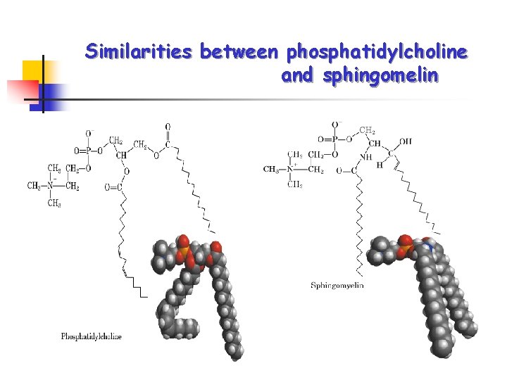 Similarities between phosphatidylcholine and sphingomelin 