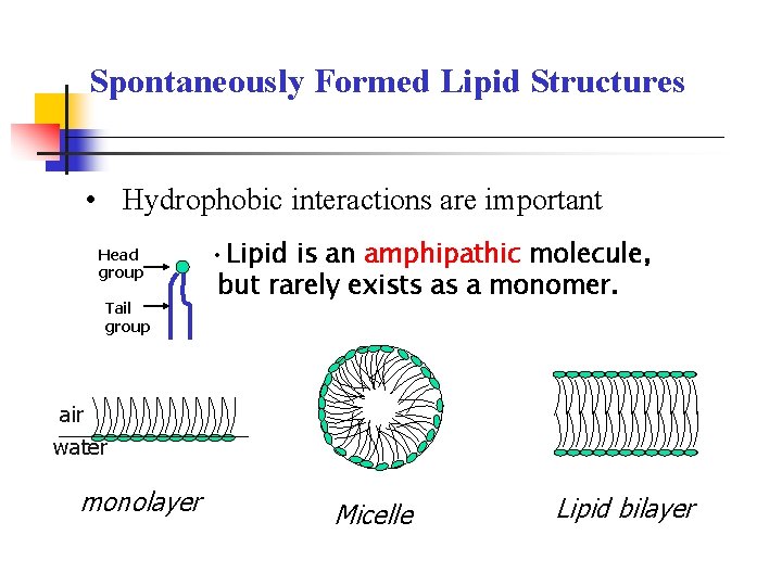 Spontaneously Formed Lipid Structures • Hydrophobic interactions are important Head group Tail group •