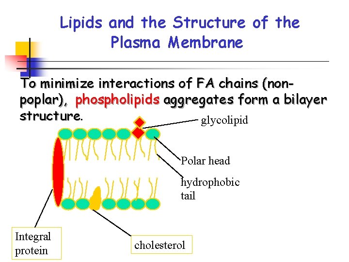 Lipids and the Structure of the Plasma Membrane To minimize interactions of FA chains