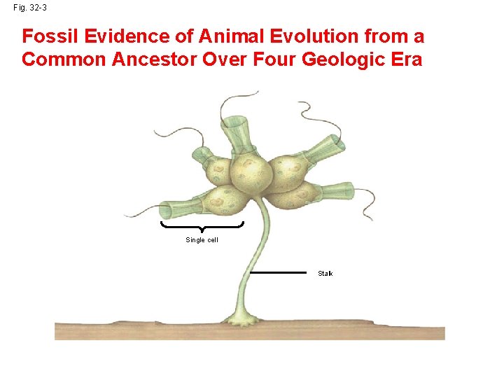 Fig. 32 -3 Fossil Evidence of Animal Evolution from a Common Ancestor Over Four Fig. 32 -3 Fossil Evidence of Animal Evolution from a Common Ancestor Over Four