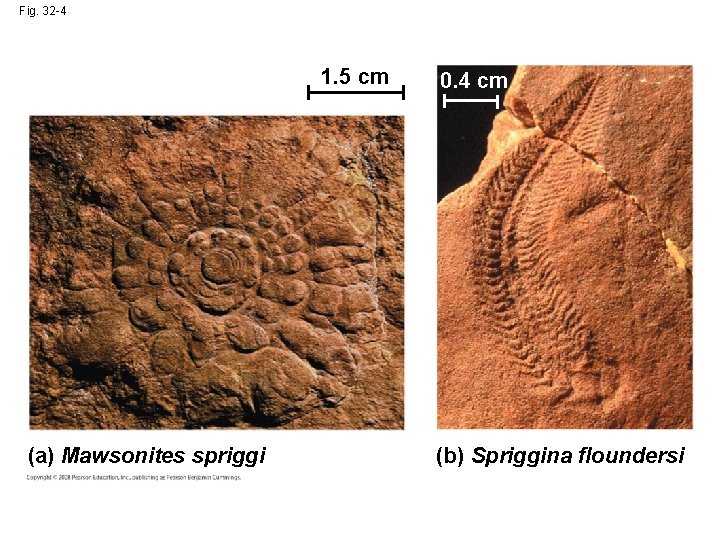 Fig. 32 -4 1. 5 cm (a) Mawsonites spriggi 0. 4 cm (b) Spriggina Fig. 32 -4 1. 5 cm (a) Mawsonites spriggi 0. 4 cm (b) Spriggina