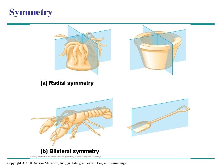Symmetry (a) Radial symmetry (b) Bilateral symmetry Copyright © 2008 Pearson Education, Inc. , Symmetry (a) Radial symmetry (b) Bilateral symmetry Copyright © 2008 Pearson Education, Inc. ,